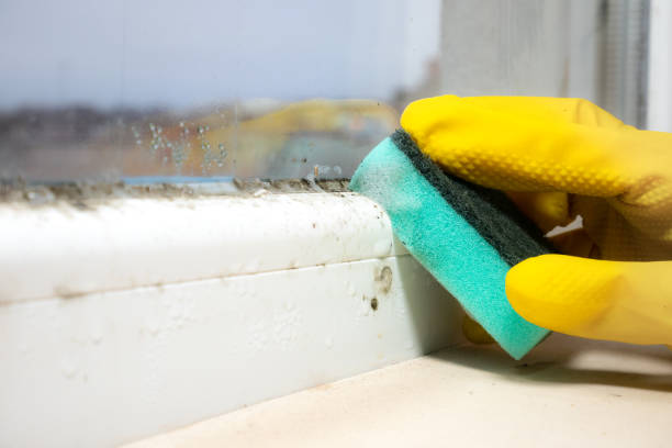 Best Basement Mold Remediation in Memphis, FL